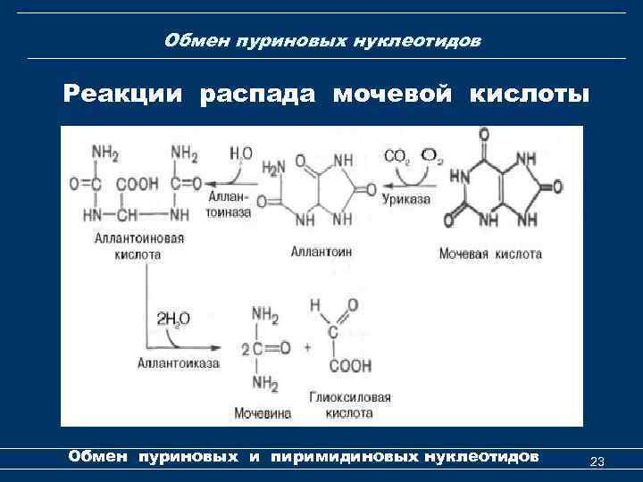 Обмен пуриновых нуклеотидов Реакции распада мочевой кислоты Обмен пуриновых и пиримидиновых нуклеотидов 23 