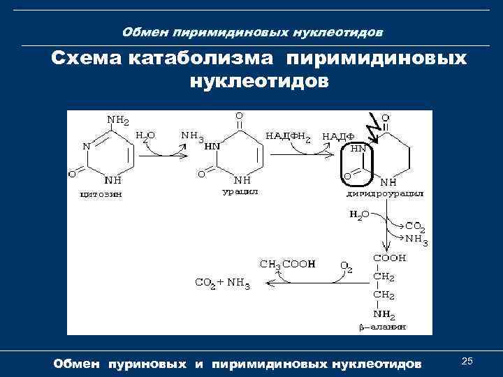 Обмен пиримидиновых нуклеотидов Схема катаболизма пиримидиновых нуклеотидов Обмен пуриновых и пиримидиновых нуклеотидов 25 