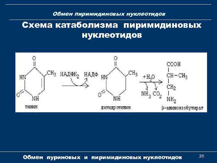 Обмен пиримидиновых нуклеотидов Схема катаболизма пиримидиновых нуклеотидов Обмен пуриновых и пиримидиновых нуклеотидов 26 