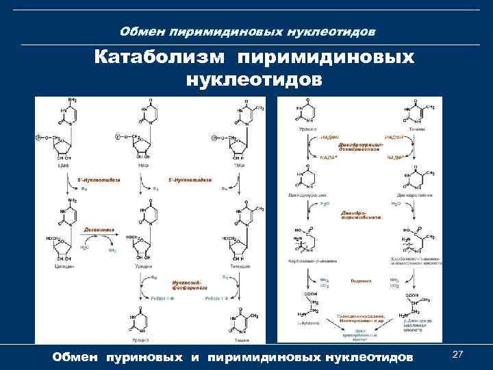 Обмен пиримидиновых нуклеотидов Катаболизм пиримидиновых нуклеотидов Обмен пуриновых и пиримидиновых нуклеотидов 27 