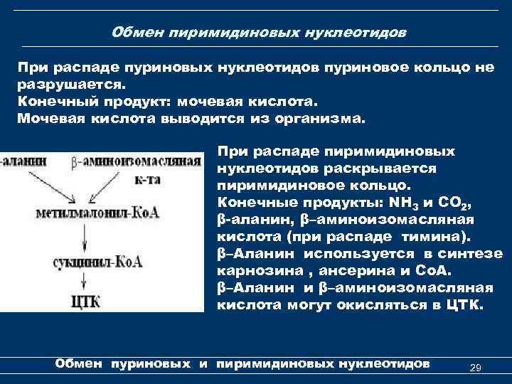 Обмен пиримидиновых нуклеотидов При распаде пуриновых нуклеотидов пуриновое кольцо не разрушается. Конечный продукт: мочевая