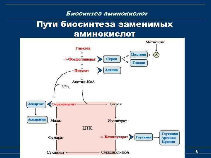 Биосинтез аминокислот Пути биосинтеза заменимых аминокислот Катаболизм и биосинтез аминокислот 8 