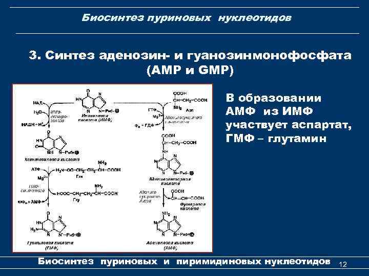 Биосинтез пуриновых нуклеотидов 3. Синтез аденозин- и гуанозинмонофосфата (АМР и GМР) В образовании АМФ