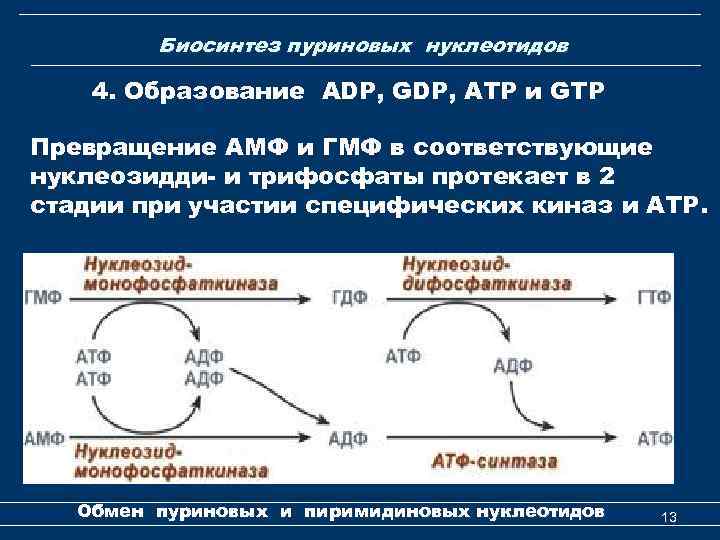 Биосинтез пуриновых нуклеотидов 4. Образование ADP, GDP, АТР и GТР Превращение АМФ и ГМФ