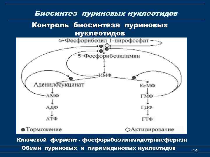 Биосинтез пуриновых нуклеотидов Контроль биосинтеза пуриновых нуклеотидов Ключевой фермент - фосфорибозиламидотрансфераза Обмен пуриновых и