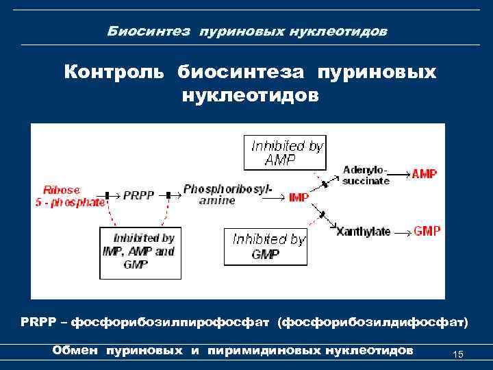 Биосинтез пуриновых нуклеотидов Контроль биосинтеза пуриновых нуклеотидов PRPP – фосфорибозилпирофосфат (фосфорибозилдифосфат) Обмен пуриновых и