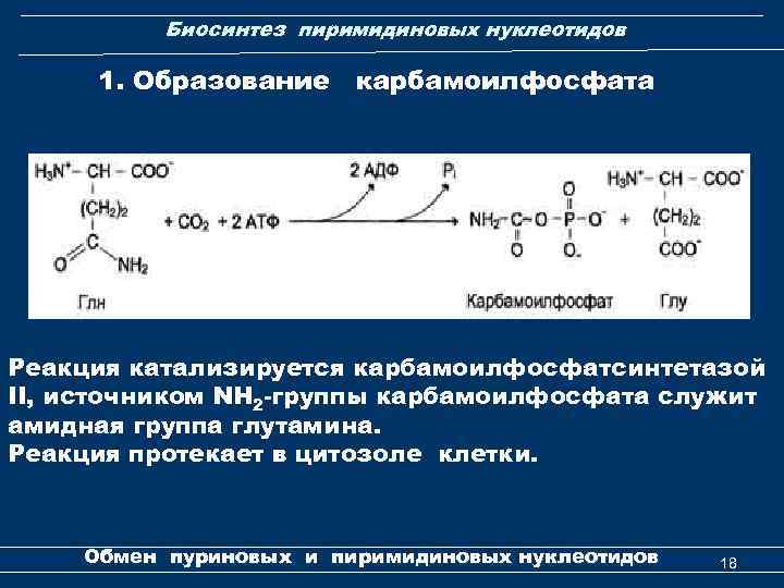 Биосинтез пиримидиновых нуклеотидов 1. Образование карбамоилфосфата Реакция катализируется карбамоилфосфатсинтетазой II, источником NH 2 -группы