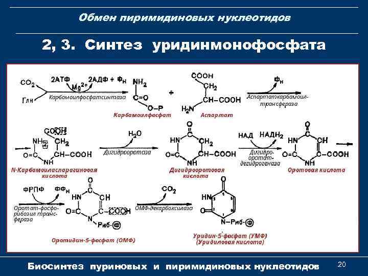Обмен пиримидиновых нуклеотидов 2, 3. Синтез уридинмонофосфата Биосинтез пуриновых и пиримидиновых нуклеотидов 20 