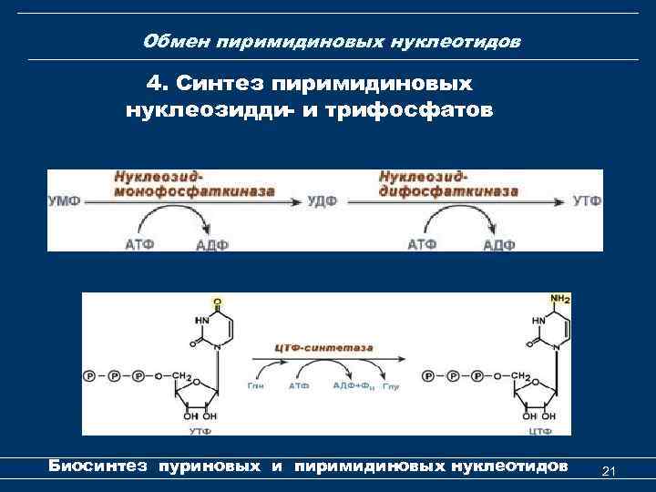 Обмен пиримидиновых нуклеотидов 4. Синтез пиримидиновых нуклеозидди- и трифосфатов Биосинтез пуриновых и пиримидиновых нуклеотидов
