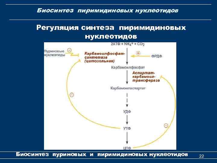 Биосинтез пиримидиновых нуклеотидов Регуляция синтеза пиримидиновых нуклеотидов Биосинтез пуриновых и пиримидиновых нуклеотидов 22 