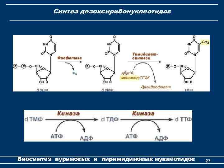 Синтез дезоксирибонуклеотидов Биосинтез пуриновых и пиримидиновых нуклеотидов 27 