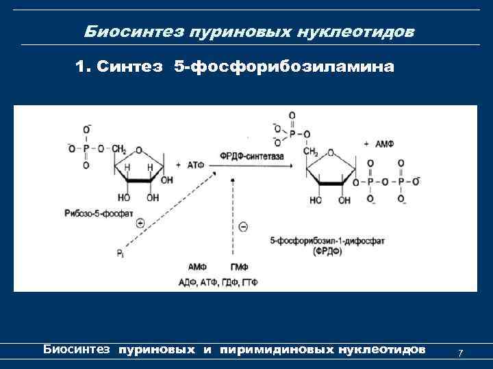 Биосинтез пуриновых нуклеотидов 1. Синтез 5 -фосфорибозиламина Биосинтез пуриновых и пиримидиновых нуклеотидов 7 