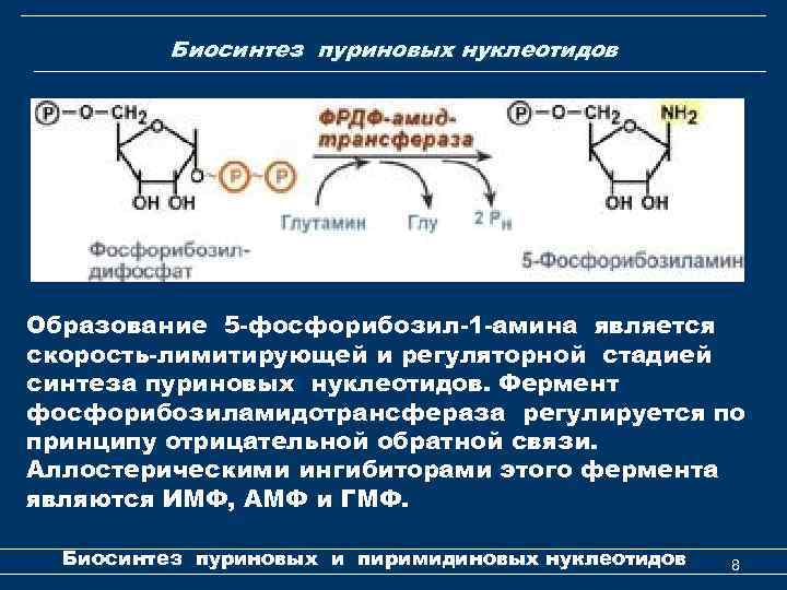Биосинтез пуриновых нуклеотидов Образование 5 -фосфорибозил-1 -амина является скорость-лимитирующей и регуляторной стадией синтеза пуриновых