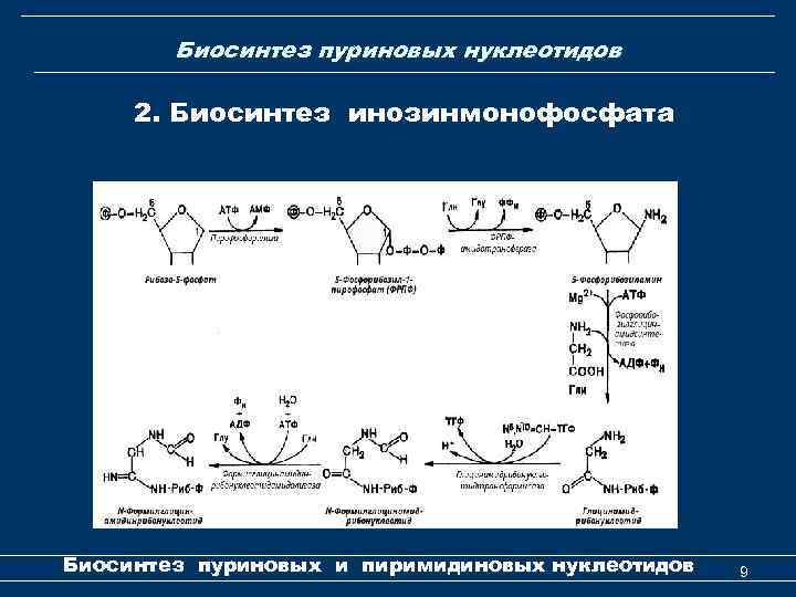Биосинтез пуриновых нуклеотидов 2. Биосинтез инозинмонофосфата Биосинтез пуриновых и пиримидиновых нуклеотидов 9 