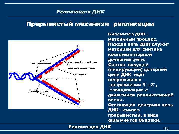 Репликации ДНК Прерывистый механизм репликации Биосинтез ДНК – матричный процесс. Каждая цепь ДНК служит