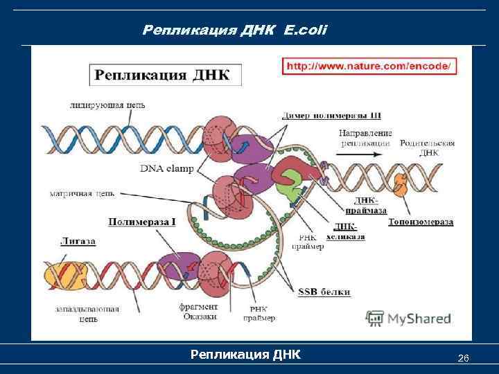 Репликация ДНК E. coli Репликация ДНК 26 