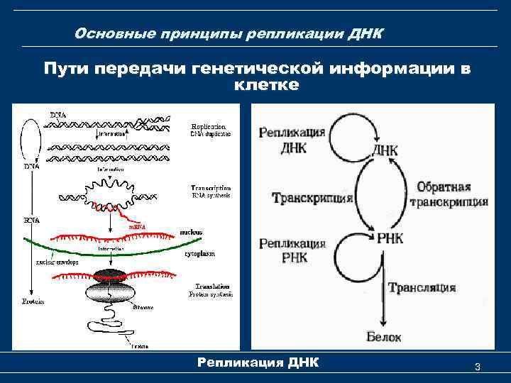 Основные принципы репликации ДНК Пути передачи генетической информации в клетке Репликация ДНК 3 