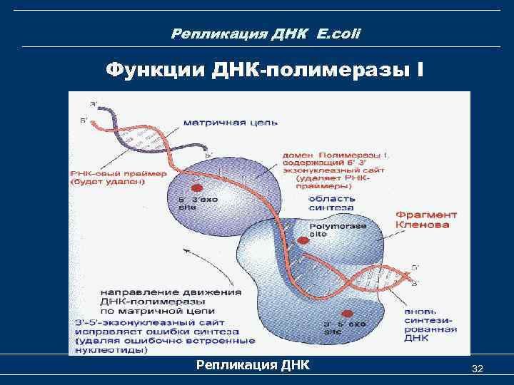 Особенности клонирования днк по типу in vivo