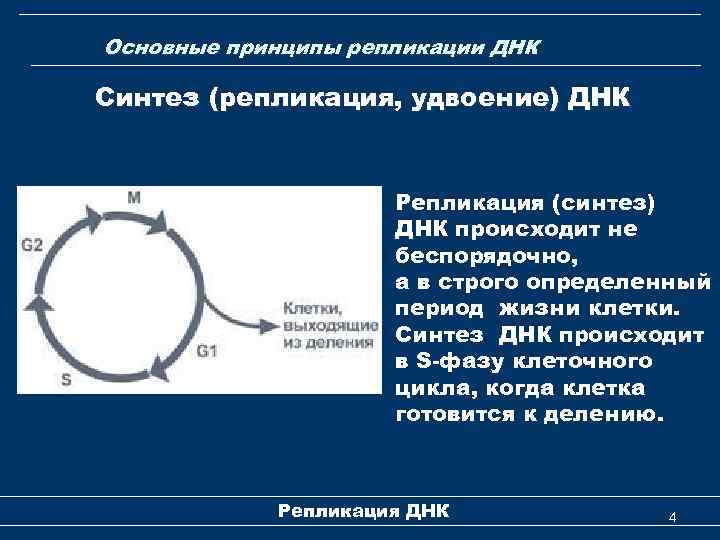 Основные принципы репликации ДНК Синтез (репликация, удвоение) ДНК Репликация (синтез) ДНК происходит не беспорядочно,