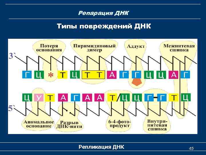 Репарация ДНК Типы повреждений ДНК Репликация ДНК 45 