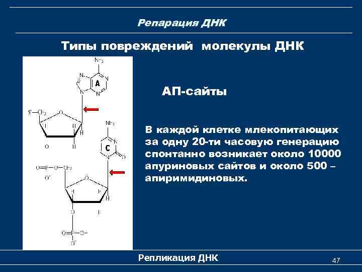 Типы днк. Апуринизация. Типы повреждений молекулы ДНК. Апуринизация ДНК. Репарация ДНК биохимия.