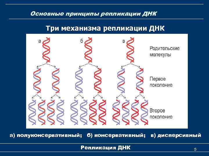 Днк компьютер принцип работы