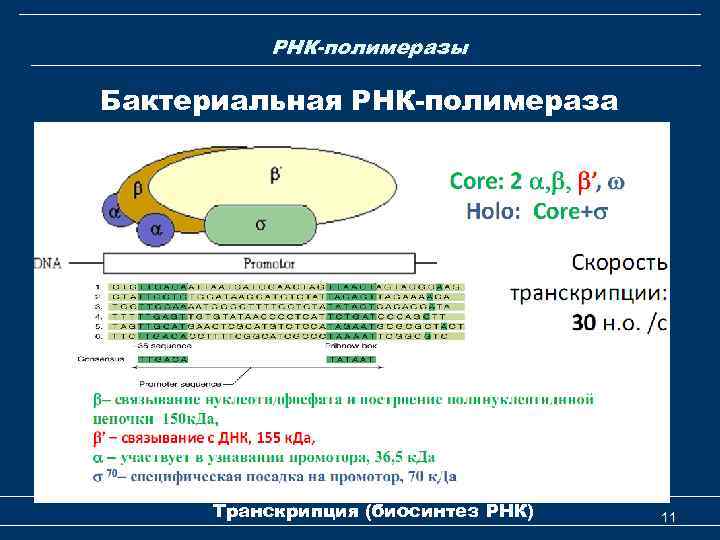 РНК-полимеразы Бактериальная РНК-полимераза Транскрипция (биосинтез РНК) 11 