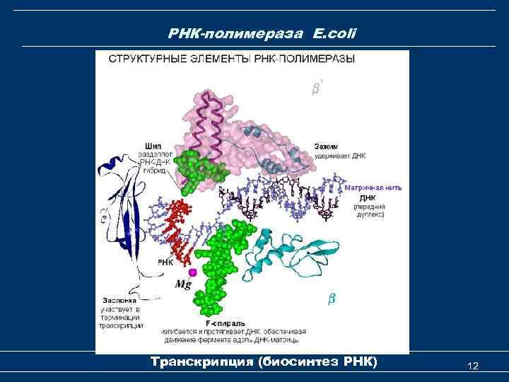 РНК-полимераза E. coli Транскрипция (биосинтез РНК) 12 