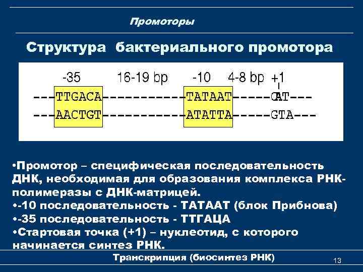 Промоторы Структура бактериального промотора • Промотор – специфическая последовательность ДНК, необходимая для образования комплекса