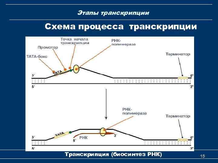 Схема регуляции транскрипции и трансляции