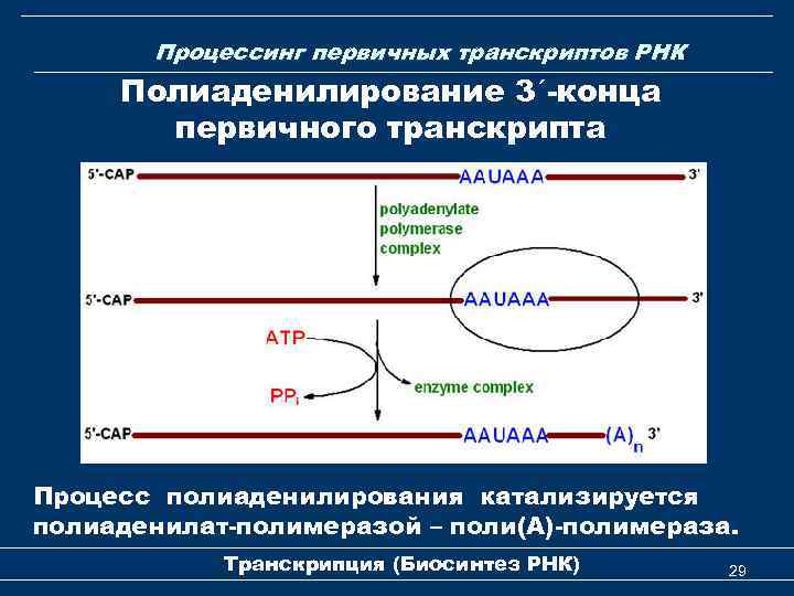 Процессинг первичных транскриптов РНК Полиаденилирование 3ʹ-конца первичного транскрипта Процесс полиаденилирования катализируется полиаденилат-полимеразой – поли(А)-полимераза.