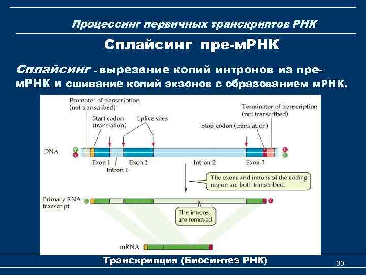 Процессинг первичных транскриптов РНК Сплайсинг пре-м. РНК Сплайсинг - вырезание копий интронов из пре-