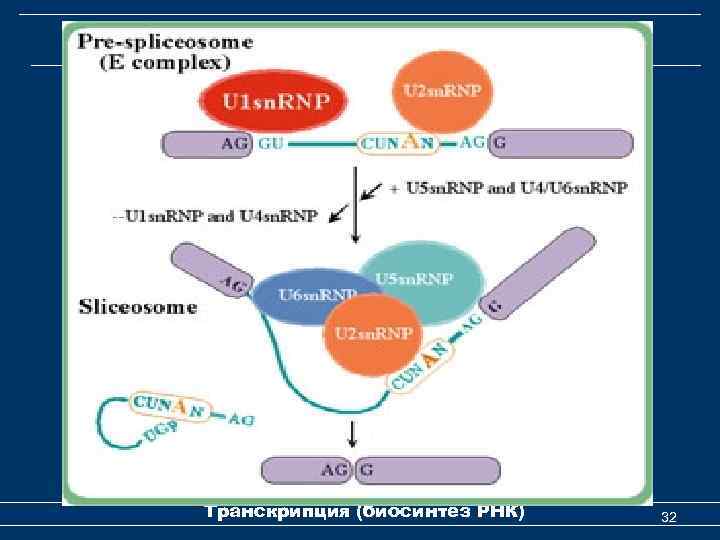 Процессинг первичных транскриптов РНК Транскрипция (биосинтез РНК) 32 