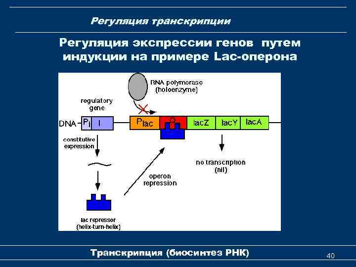 Регуляция транскрипции Регуляция экспрессии генов путем индукции на примере Lac-оперона Транскрипция (биосинтез РНК) 40