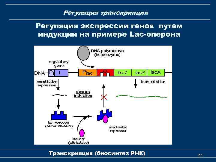 Регуляция транскрипции Регуляция экспрессии генов путем индукции на примере Lac-оперона Транскрипция (биосинтез РНК) 41