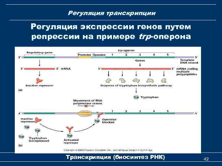 Регуляция транскрипции Регуляция экспрессии генов путем репрессии на примере trp-оперона Транскрипция (биосинтез РНК) 42