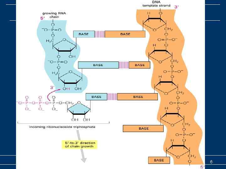 Транскрипция –общие представления Транскрипция (биосинтез РНК) 6 