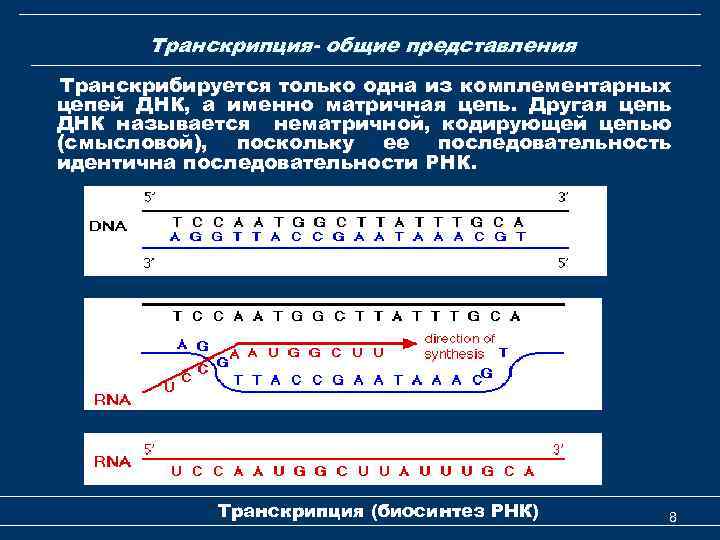 Матричная цепь днк 3 5