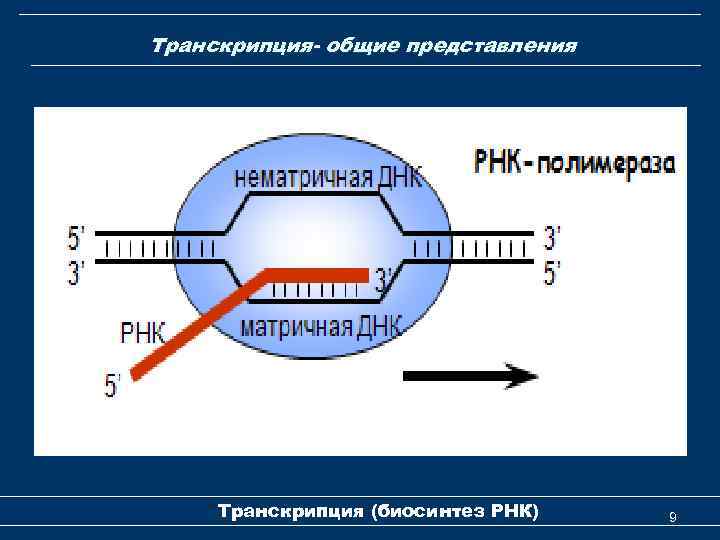 Транскрипция- общие представления Транскрипция (биосинтез РНК) 9 