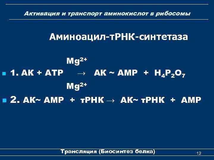 Активация и транспорт аминокислот в рибосомы Аминоацил-т. РНК-синтетаза n Mg 2+ 1. АК +