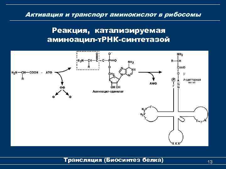 Активация и транспорт аминокислот в рибосомы Реакция, катализируемая аминоацил-т. РНК-синтетазой Трансляция (Биосинтез белка) 13