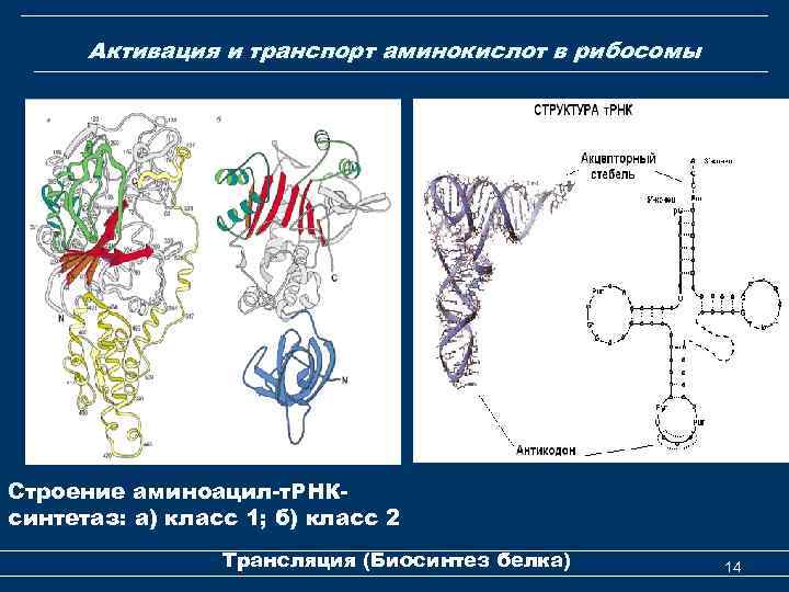 Активация и транспорт аминокислот в рибосомы Строение аминоацил-т. РНКсинтетаз: а) класс 1; б) класс