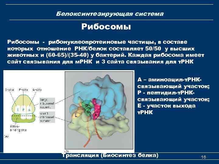 Белоксинтезирующая система Рибосомы - рибонуклеопротеиновые частицы, в составе которых отношение РНК/белок составляет 50/50 у