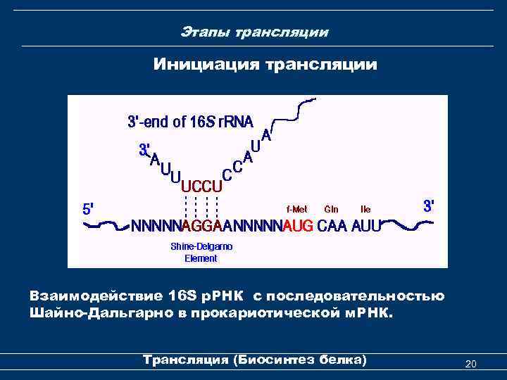 Этапы трансляции Инициация трансляции Взаимодействие 16 S р. РНК с последовательностью Шайно-Дальгарно в прокариотической