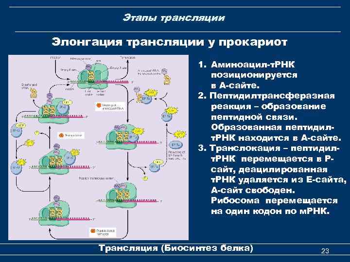 Что такое трансляция в биологии. Трансляция этапы биохимия элонгация. Этапы элонгации трансляции. Элонгация трансляции у прокариот. Элонгация у прокариот.