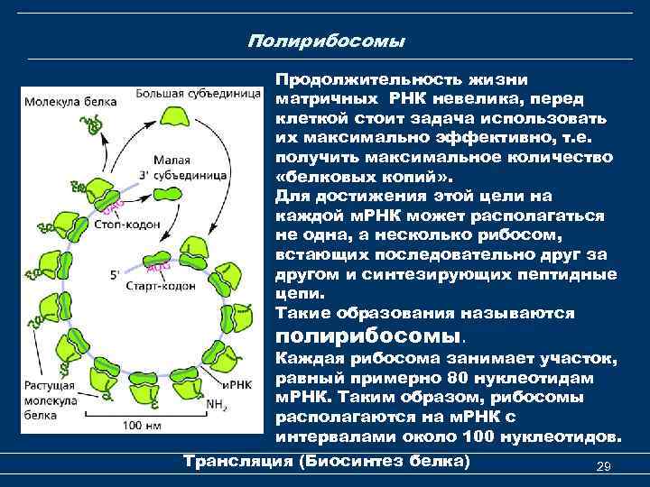 Матричные белки