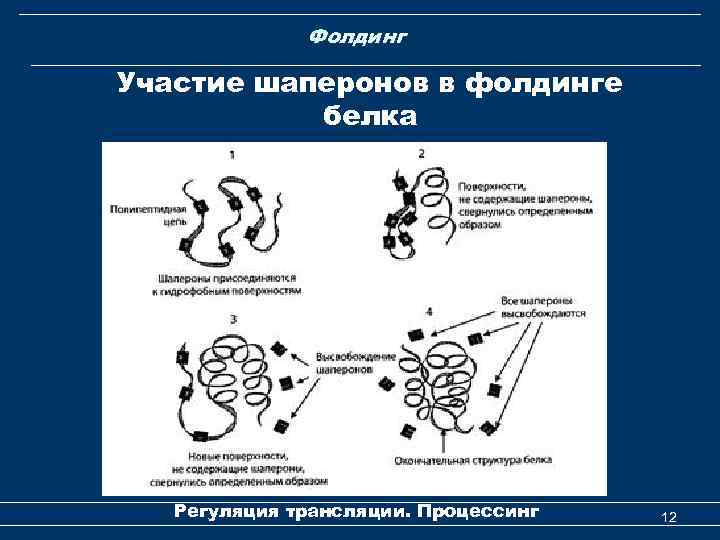 Фолдинг Участие шаперонов в фолдинге белка Регуляция трансляции. Процессинг 12 