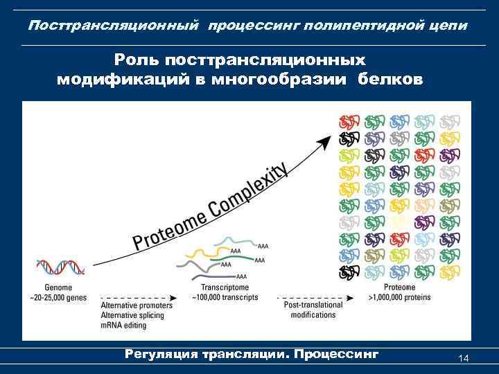 Биохимия трансляция презентация