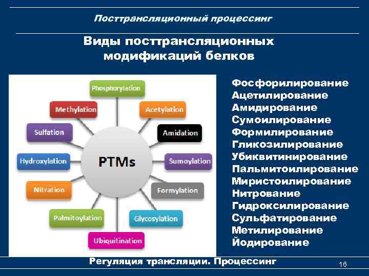 Посттрансляционный процессинг Виды посттрансляционных модификаций белков Фосфорилирование Ацетилирование Амидирование Сумоилирование Формилирование Гликозилирование Убиквитинирование Пальмитоилирование