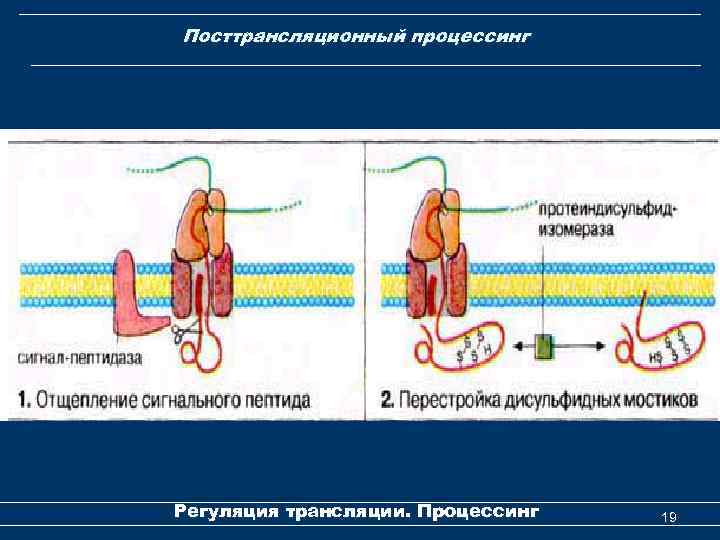 Посттрансляционный процессинг Регуляция трансляции. Процессинг 19 